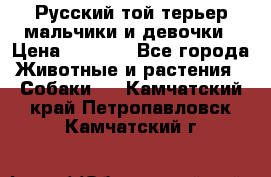 Русский той-терьер мальчики и девочки › Цена ­ 8 000 - Все города Животные и растения » Собаки   . Камчатский край,Петропавловск-Камчатский г.